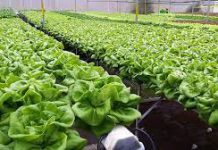 cung cấp rau củ quả sạch uy tín tại hà nội cung cấp rau củ quả sạch